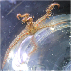 Ophiothrix spiculata image