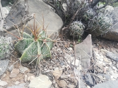 Astrophytum