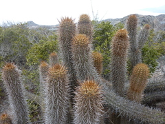 Trichocereus chiloensis litoralis