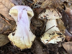 Cortinarius adonis