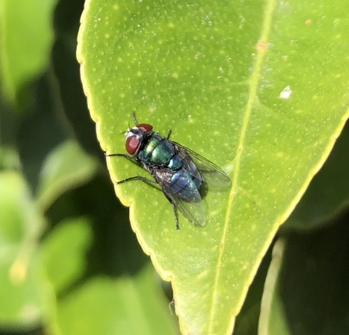 Hairy Maggot Blow Fly photo 2