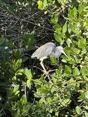 Egretta tricolor image