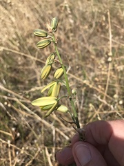 Albuca fragrans