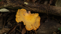 Mycobonia flava