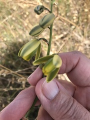 Albuca fragrans