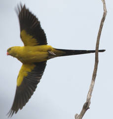 Polytelis anthopeplus monarchoides