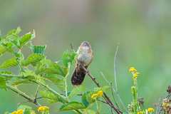 Catriscus brevirostris