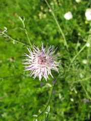 Centaurea stoebe australis