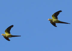 Polytelis anthopeplus monarchoides