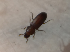 Tribolium castaneum