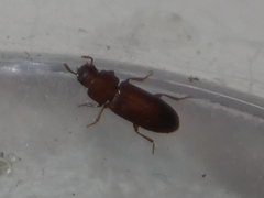 Tribolium castaneum
