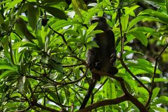 Cercopithecus mitis manyaraensis