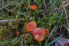 Pseudohygrocybe