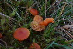 Pseudohygrocybe
