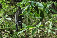 Cercopithecus mitis manyaraensis