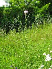Centaurea stoebe australis