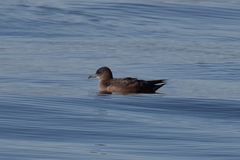 Ardenna tenuirostris