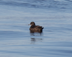 Ardenna tenuirostris