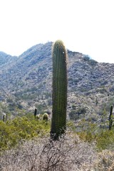 Trichocereus