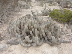Trichocereus chiloensis litoralis