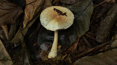 Agaricus rufoaurantiacus