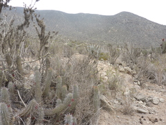 Trichocereus chiloensis litoralis