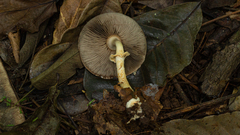 Agaricus rufoaurantiacus