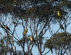 Polytelis anthopeplus monarchoides