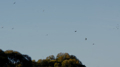 Polytelis anthopeplus monarchoides