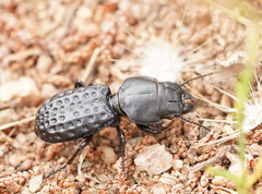 Laccopterum macleayi