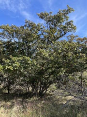 Quercus sinuata breviloba