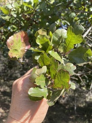 Quercus sinuata breviloba