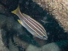 Parapristipoma octolineatum