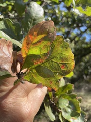Quercus sinuata breviloba