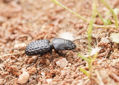 Laccopterum macleayi