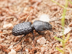 Laccopterum macleayi