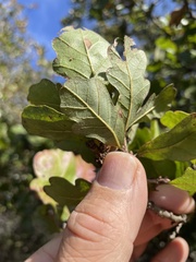 Quercus sinuata breviloba