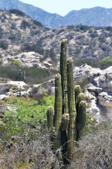 Trichocereus terscheckii