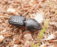 Laccopterum macleayi