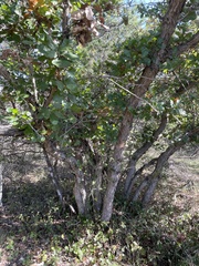 Quercus sinuata breviloba
