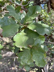 Quercus sinuata breviloba