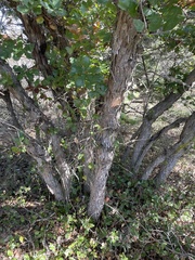 Quercus sinuata breviloba