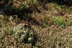 Coryphantha cornifera