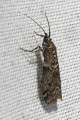Pyla fusca