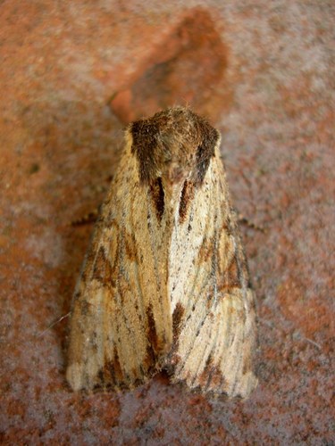 Rudasis pašakninis pelėdgalvis nuotrauka