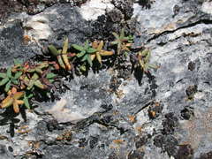 Pellaea glabella occidentalis