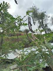 Senna multiglandulosa