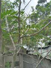 Senna multiglandulosa