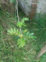 Senna multiglandulosa