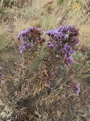 Chromolaena pulchella